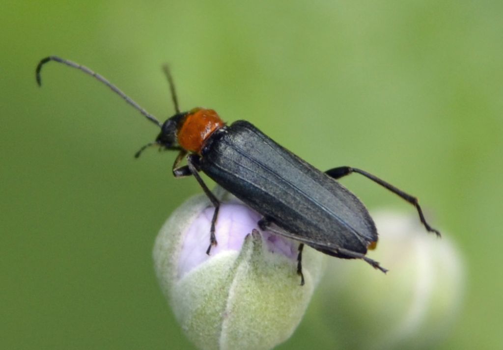 Anogcodes cfr. fulvicollis, Oedemeridae